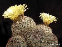 Coryphantha radians FA ex JLcoll.828-224 (available also by 100-500)